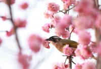 花鳥(niǎo)圖