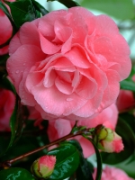 花開春天