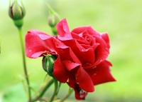 雨后的月季花