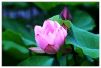 公園荷花