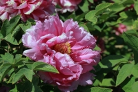 菏澤牡丹