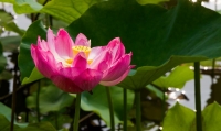 龍湖公園拍荷花