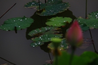 雨荷