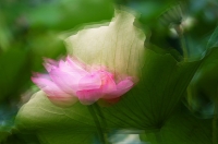 風荷