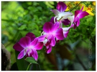 花海拾貝（1）