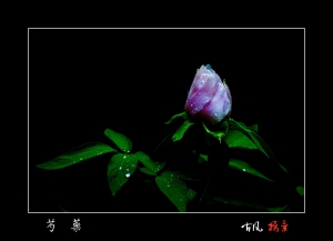 芍藥