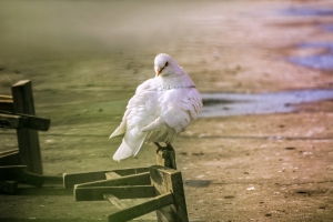三只鳥兒