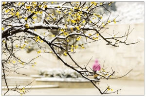 臘梅傲雪