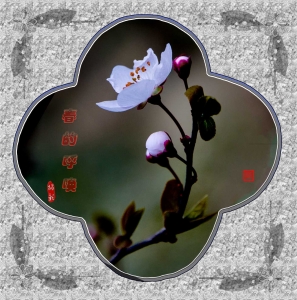 春的使者