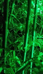 竹韻