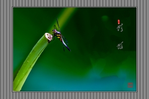 蜻蜓