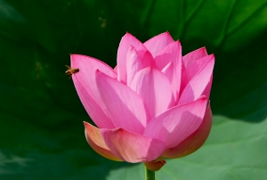 花香蜂自來