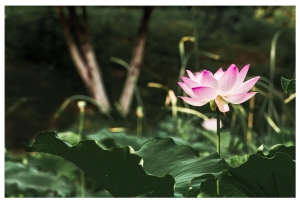 寫荷