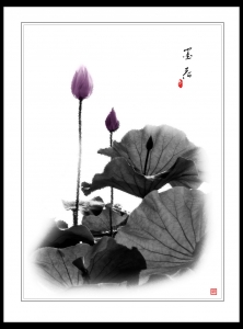 墨荷