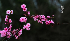 報春