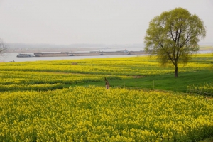 春染淮河