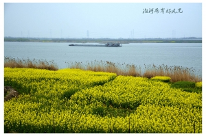油菜花季